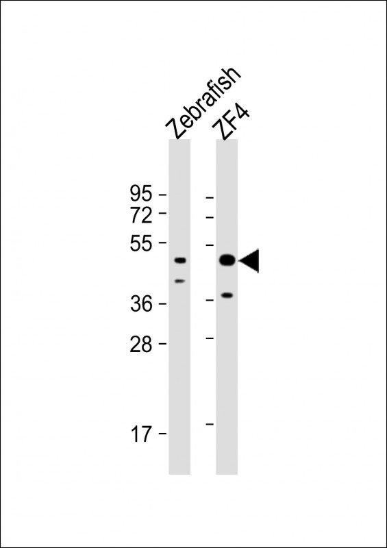 Rabbit Polyclonal Antibody to DANRE atg4b (N-term)