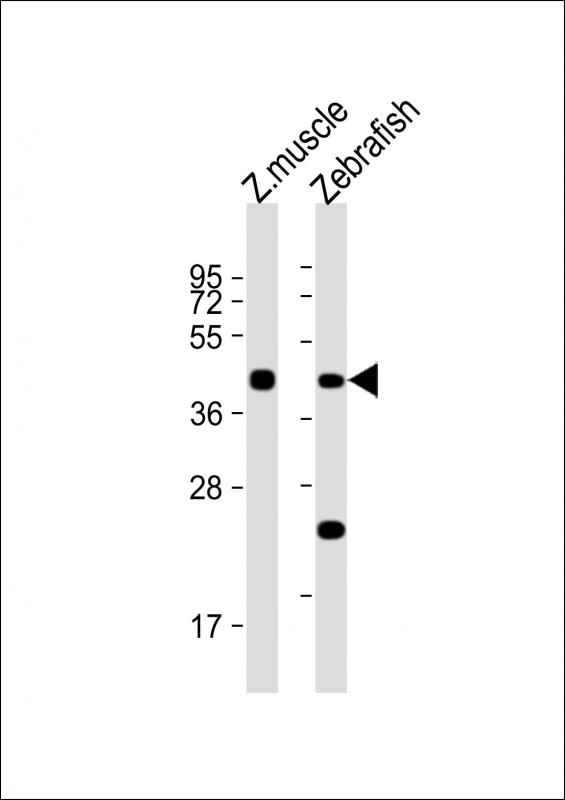 Rabbit Polyclonal Antibody to DANREchst11