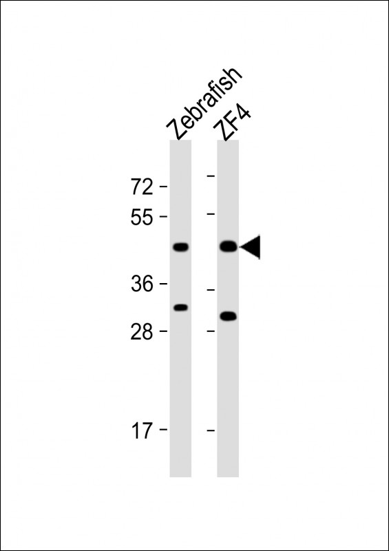 Rabbit Polyclonal Antibody to Zebrafish PDHA1