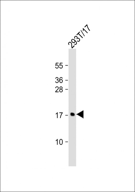 Mouse Monoclonal Antibody to MCFD2
