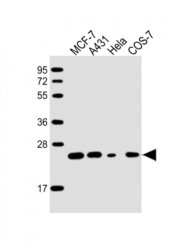 Mouse Monoclonal Antibody to RAB21
