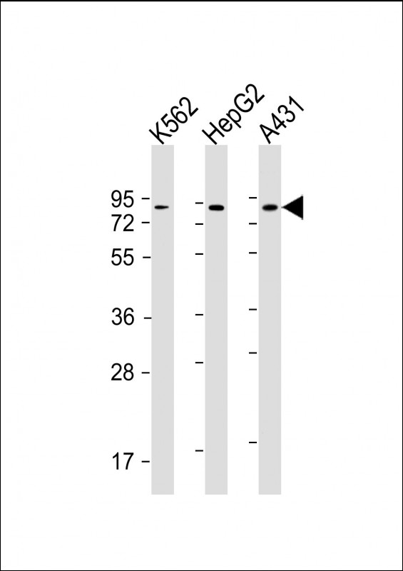 Mouse Monoclonal Antibody to GOLGA5