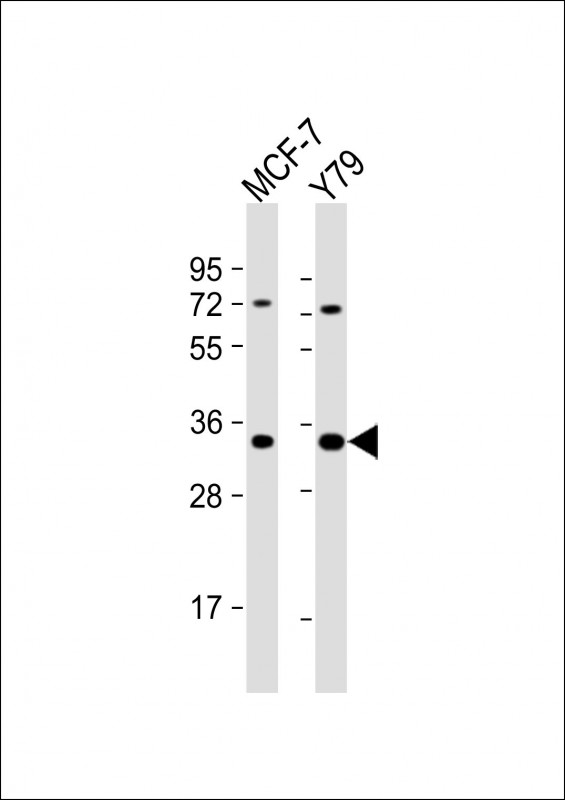 Rabbit Polyclonal Antibody to OR6C4