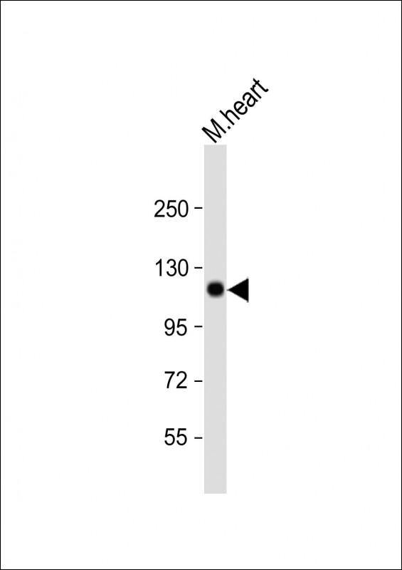 Rabbit Polyclonal Antibody to Mouse Scyl2