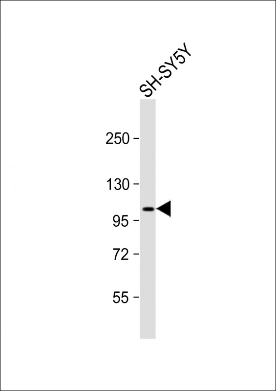 Rabbit Polyclonal Antibody to Metabotropic Glutamate Receptor 7 (GPRC1G)