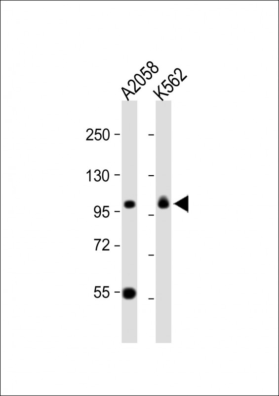 Rabbit Polyclonal Antibody to COPG