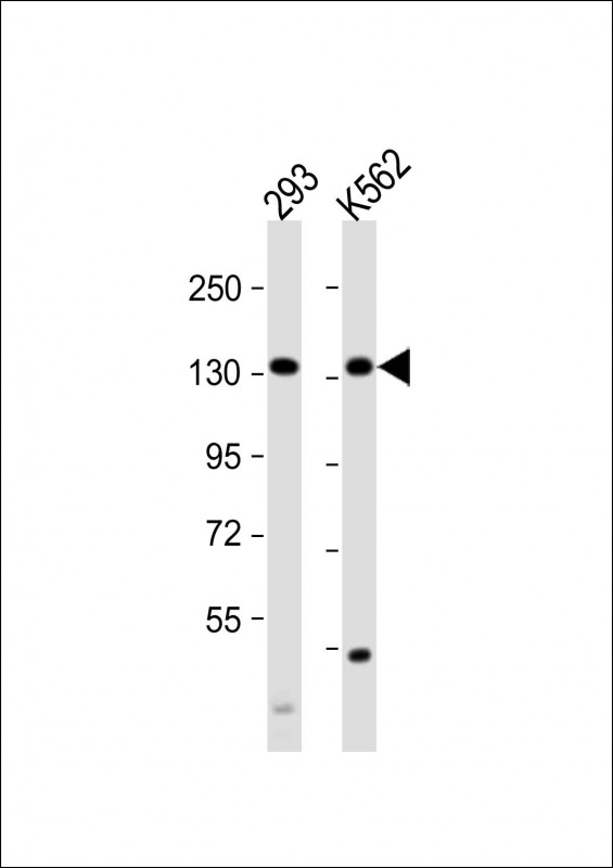 Rabbit Polyclonal Antibody to MCM9