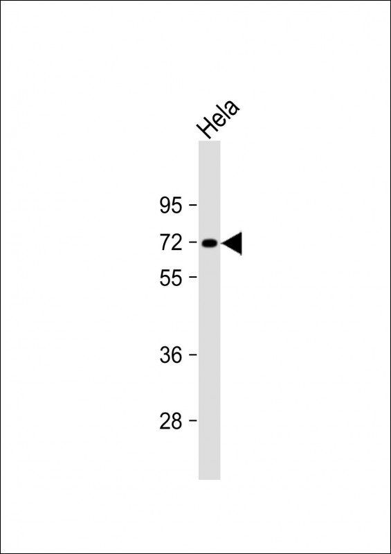 Rabbit Polyclonal Antibody to INTS9