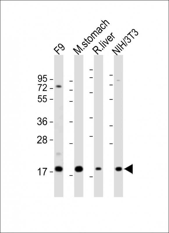 Rabbit Polyclonal Antibody to (Mouse) Shh (N-term)