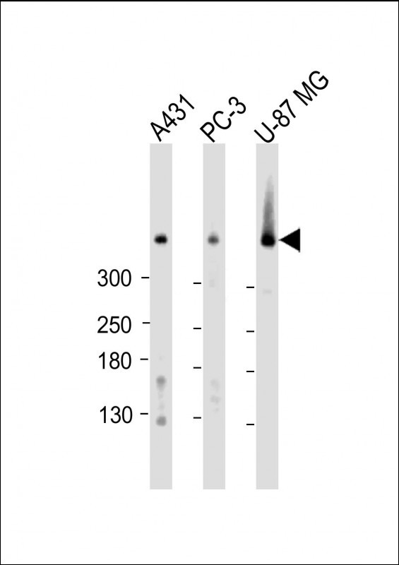 Rabbit Polyclonal Antibody to DYNC1H1