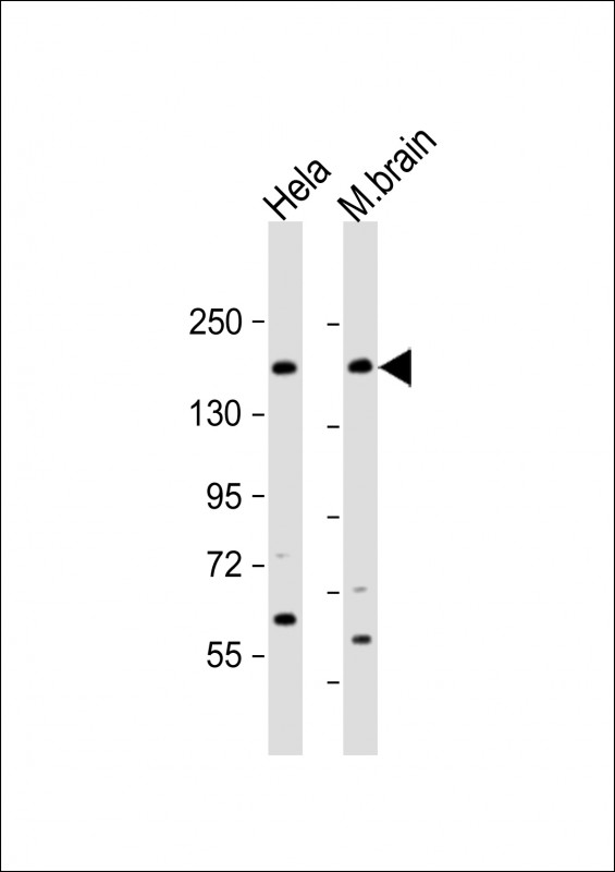 Rabbit Polyclonal Antibody to NISCH (N-Term)