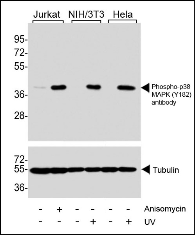 Rabbit Polyclonal Antibody to Phospho-p38 MAPK (Y182)