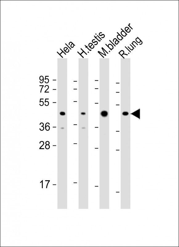 Rabbit Polyclonal Antibody to WNT4