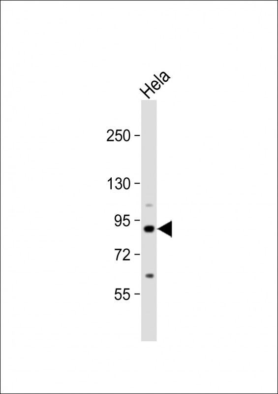 Rabbit Polyclonal Antibody to COG2 (N-term)