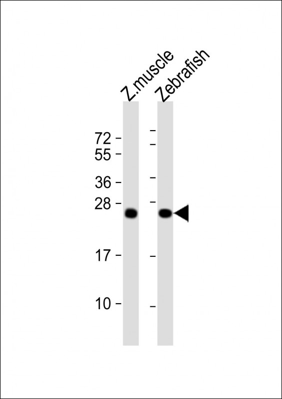 Rabbit Polyclonal Antibody to DANRE dusp22a