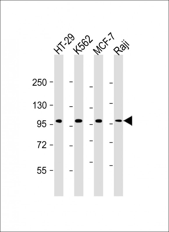 Mouse Monoclonal Antibody to TPX2