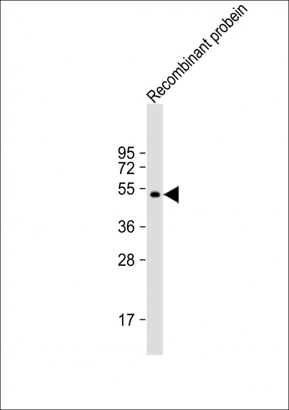 Mouse Monoclonal Antibody to AKAP13