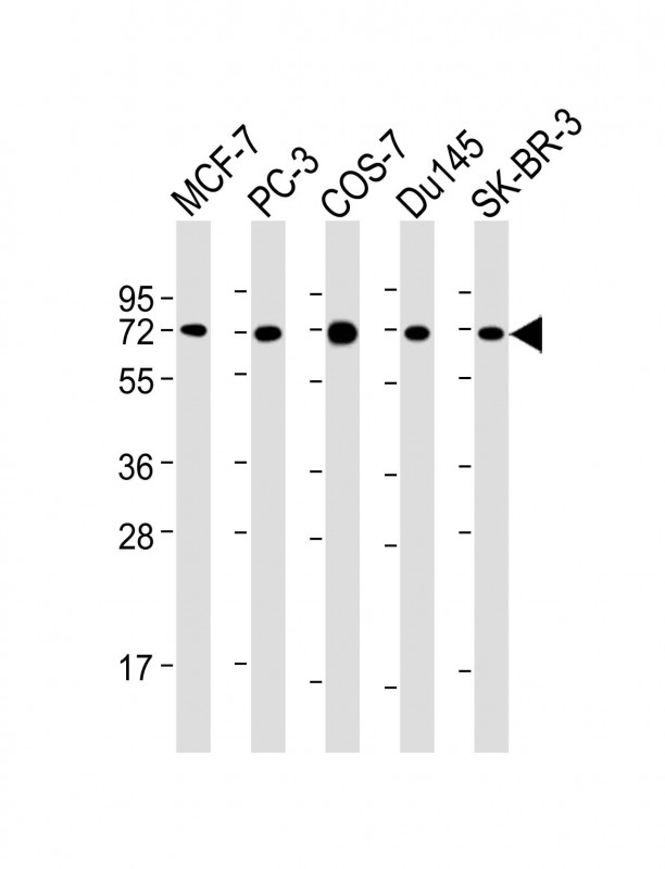 Mouse Monoclonal Antibody to USP2