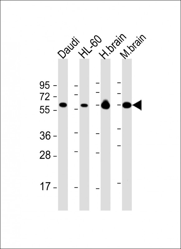 Mouse Monoclonal Antibody to PACSIN2