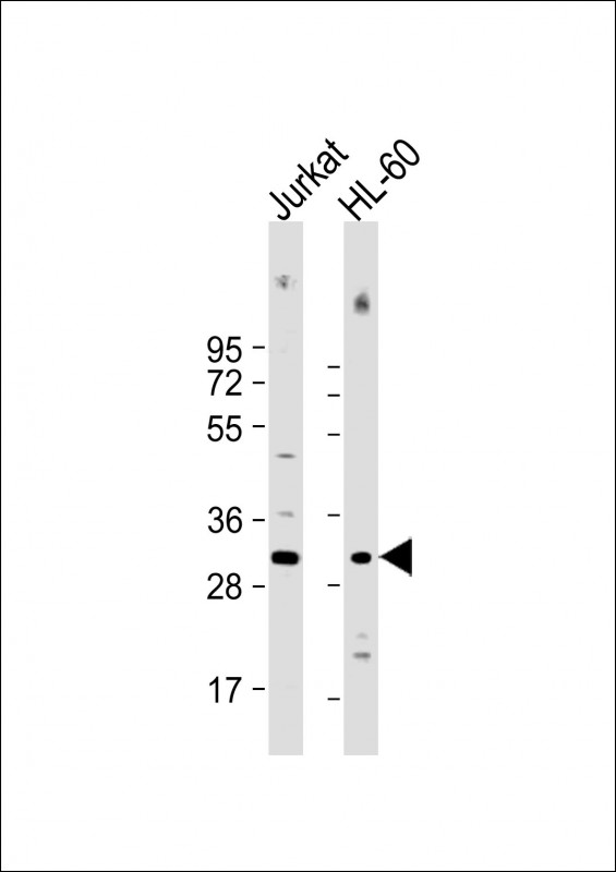 Rabbit Polyclonal Antibody to COPS7B