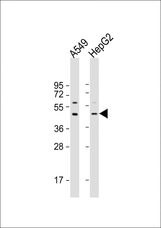 Rabbit Polyclonal Antibody to APOL3 (N-Term)