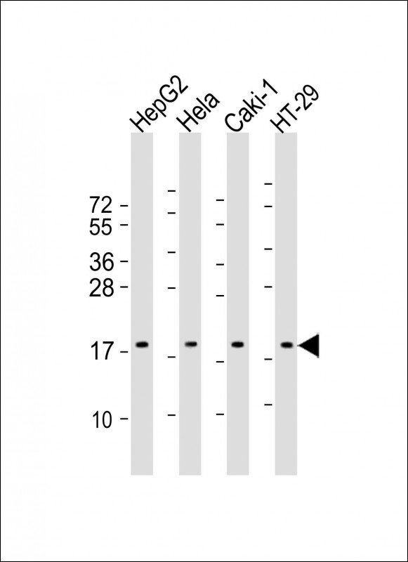 Rabbit Polyclonal Antibody to ARF4