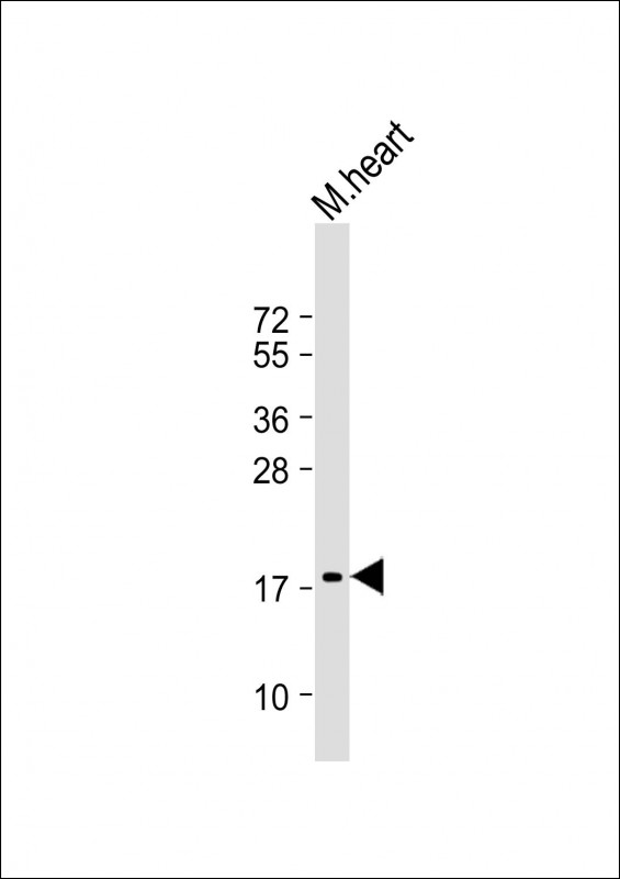 Mouse Monoclonal Antibody to NPPA
