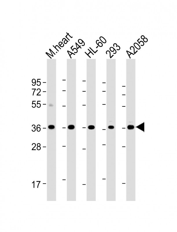 Mouse Monoclonal Antibody to WBP2