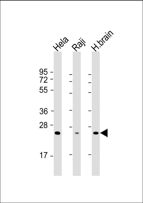 Mouse Monoclonal Antibody to RAB14