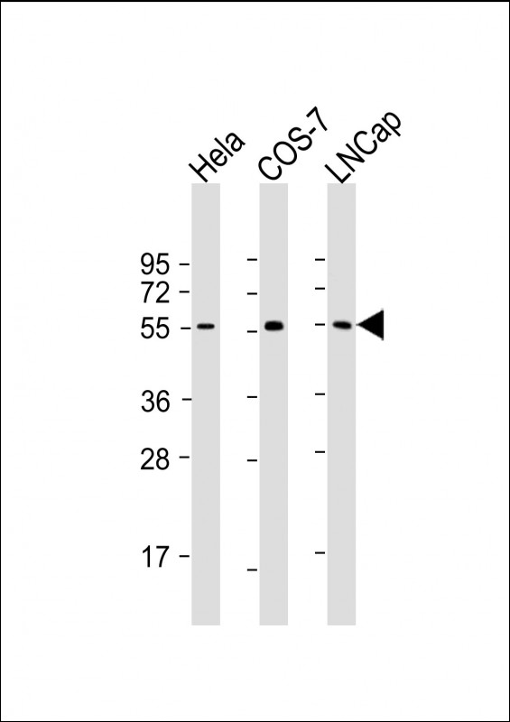 Mouse Monoclonal Antibody to SUFU