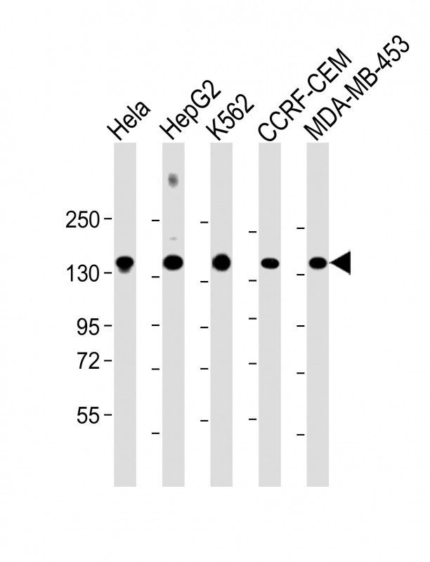 Mouse Monoclonal Antibody to C3