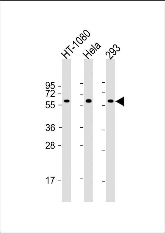 Mouse Monoclonal Antibody to SMAD1