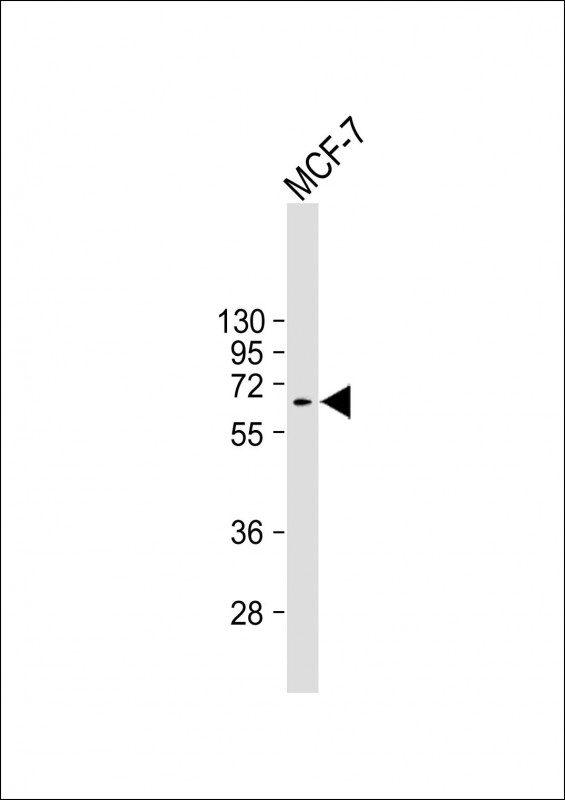 Mouse Monoclonal Antibody to MDM2
