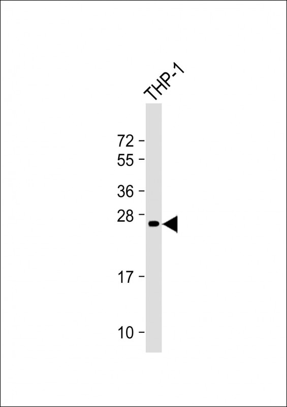 Mouse Monoclonal Antibody to Neurogenin3