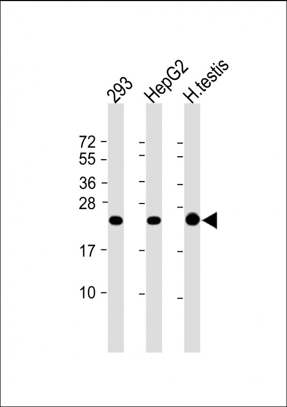 Mouse Monoclonal Antibody to AK1