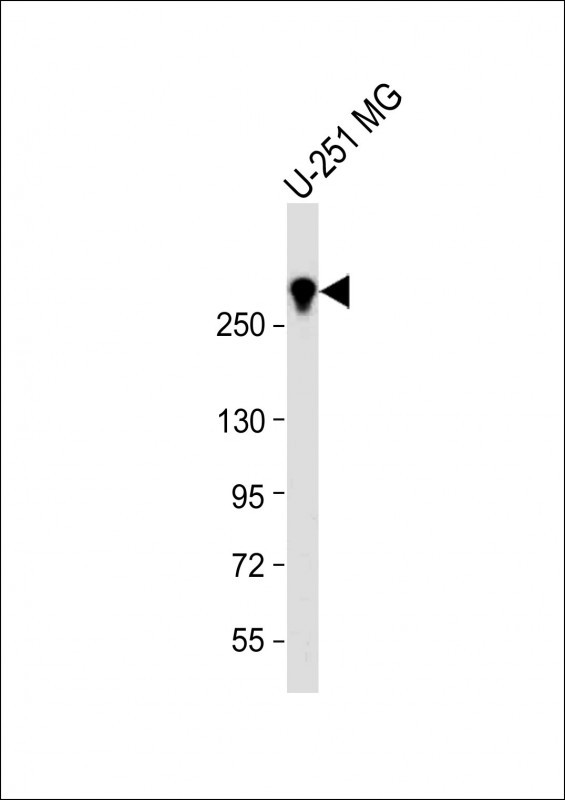 Rabbit Polyclonal Antibody to Nestin (S1409)