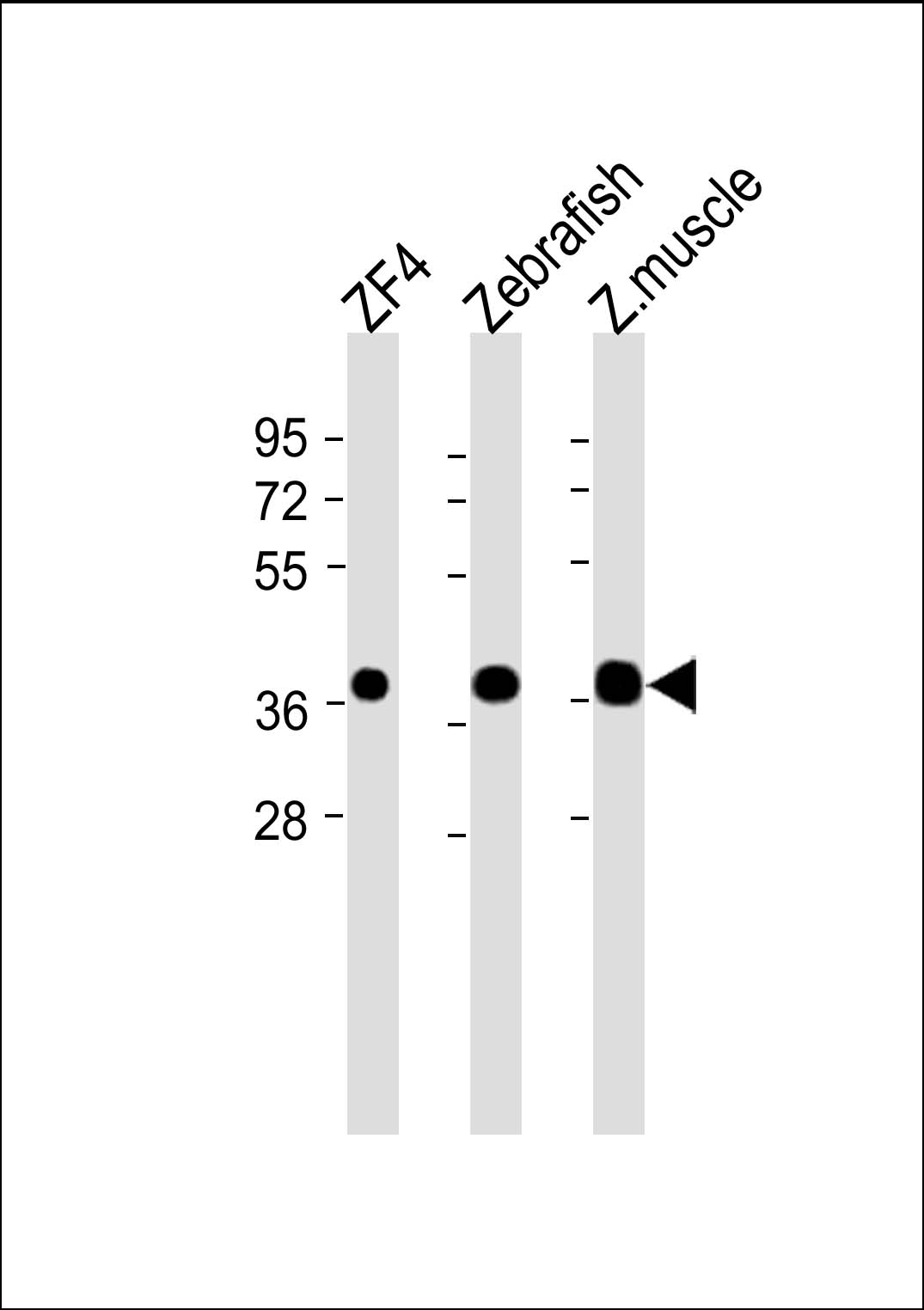 Rabbit Polyclonal Antibody to (DANRE) mc4r (N-Term)