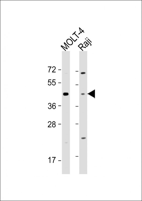 Rabbit Polyclonal Antibody to CD24