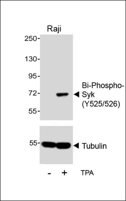 Rabbit Polyclonal Antibody to Bi-Phospho-Syk(Y525/526)
