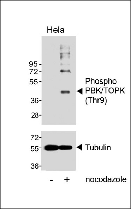 Rabbit Polyclonal Antibody to Phospho-PBK/TOPK (Thr9)