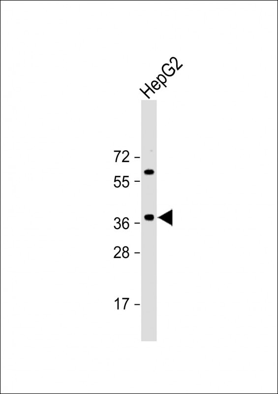 Rabbit Polyclonal Antibody to E2F5 (N-term)