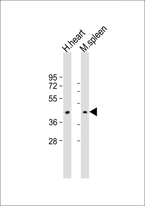Rabbit Polyclonal Antibody to COXI