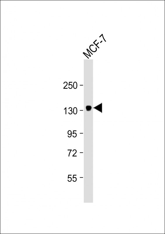Mouse Monoclonal Antibody to ABCB4