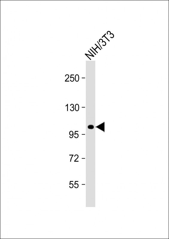 Rabbit Polyclonal Antibody to Mouse Ddr2