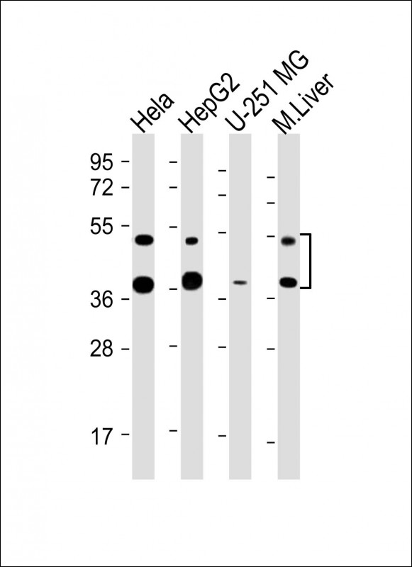 Mouse Monoclonal Antibody to FDPS