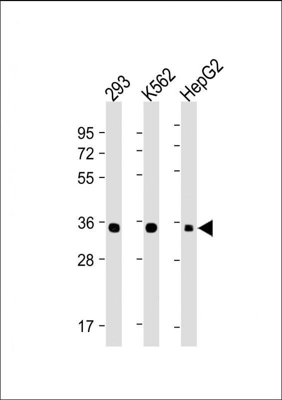 Mouse Monoclonal Antibody to LIN28B