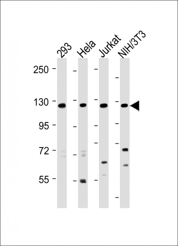 Rabbit Polyclonal Antibody to INTS3