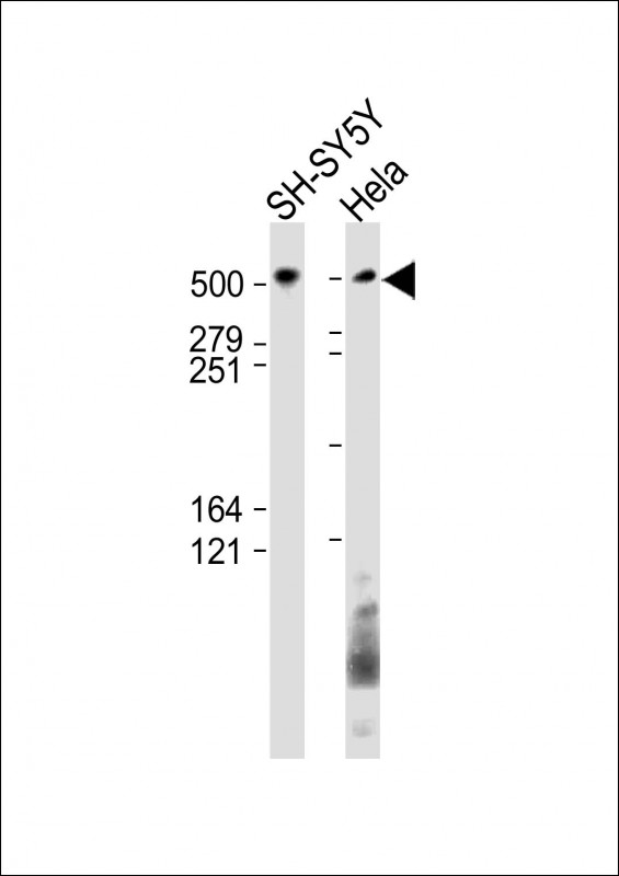 Rabbit Polyclonal Antibody to BIRC6