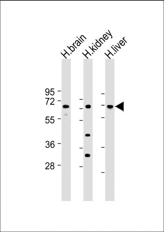 Rabbit Polyclonal Antibody to SLC7A8