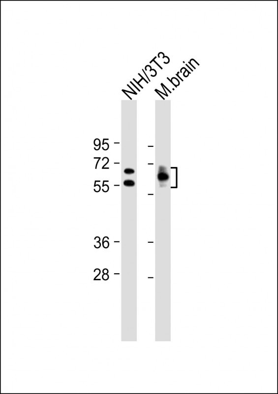 Mouse Monoclonal Antibody to DRP-2